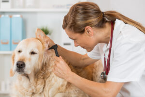 best dog food for ear infections