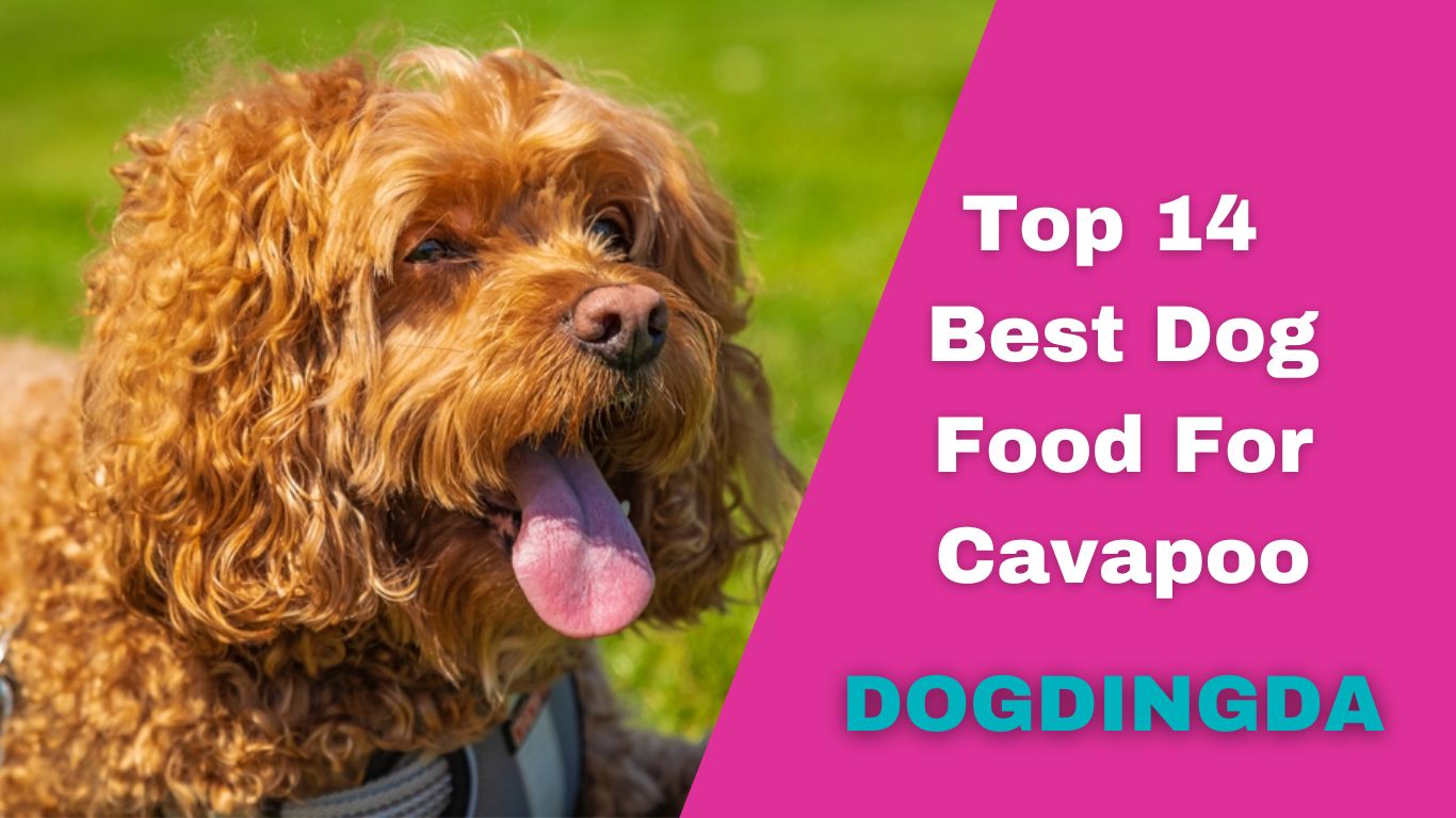 Best Dog Food For Cavapoo Top 14 Picks Dogdingda