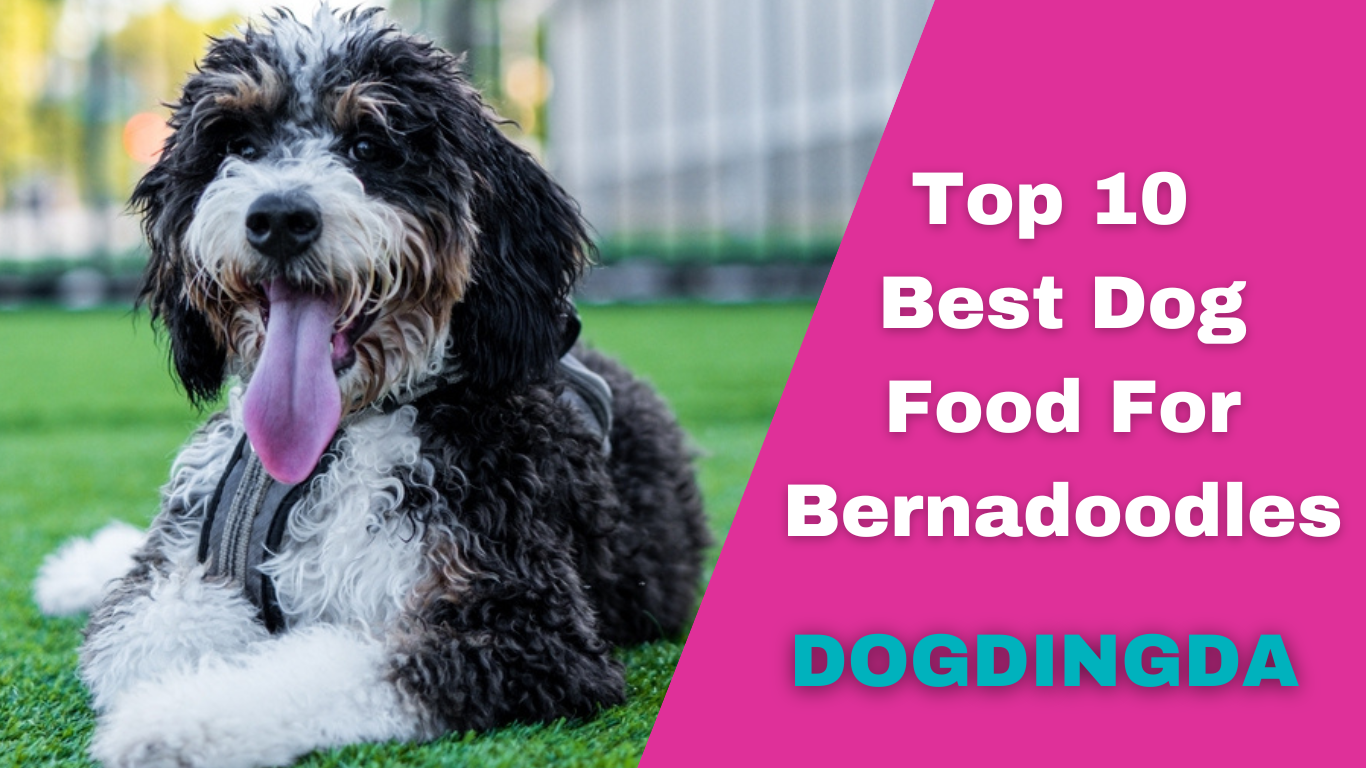 Read more about the article Top 10 Best Dog Foods for Bernedoodles- Dogdingda 2024 Update