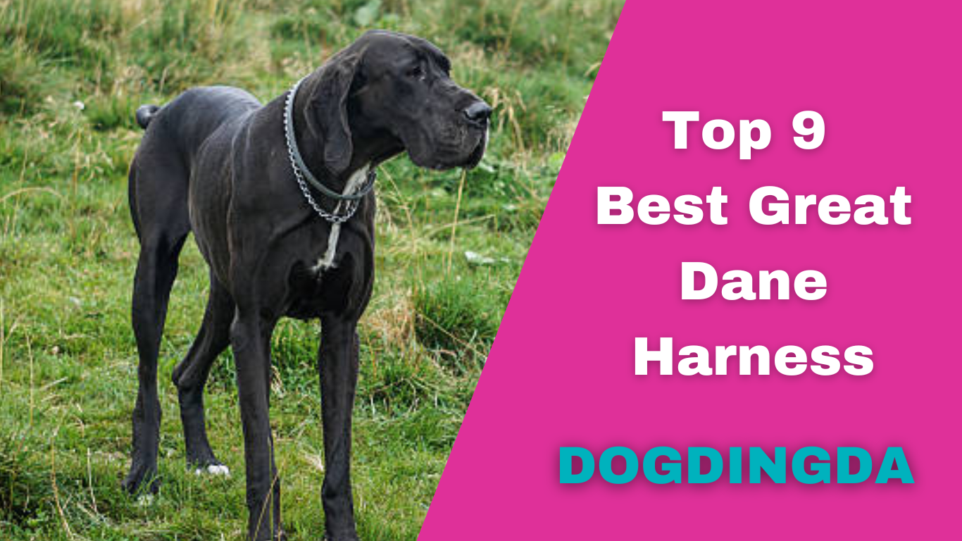 Read more about the article Best Great Dane Harness