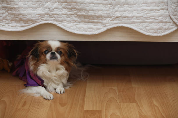 How To Keep dog from going under bed
