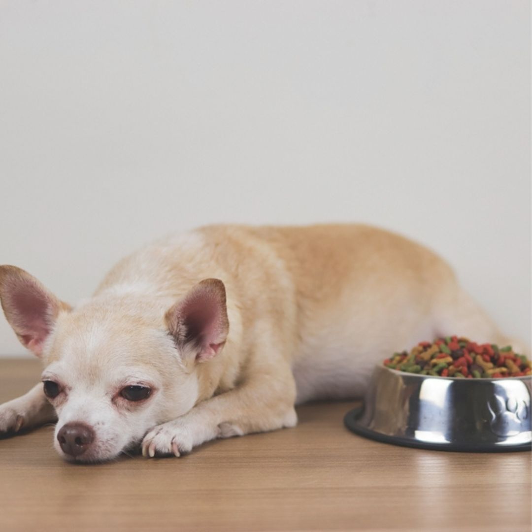 Read more about the article TOP 10 BEST DOG FOOD FOR PYODERMA- 2024 Edition